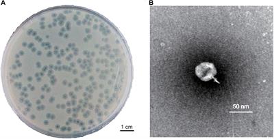 A Novel Phage PD-6A3, and Its Endolysin Ply6A3, With Extended Lytic Activity Against Acinetobacter baumannii